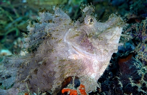 Banda Sea 2018 - DSC05474_rc - Weedy scorpionfish - poisson scorpion feuillu - Rhinopias frondosa
